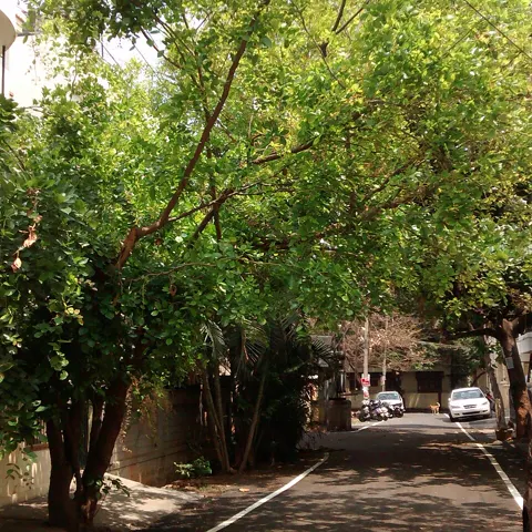 A street in BTM Layout